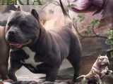 Femelle American Bully pocket à vendre