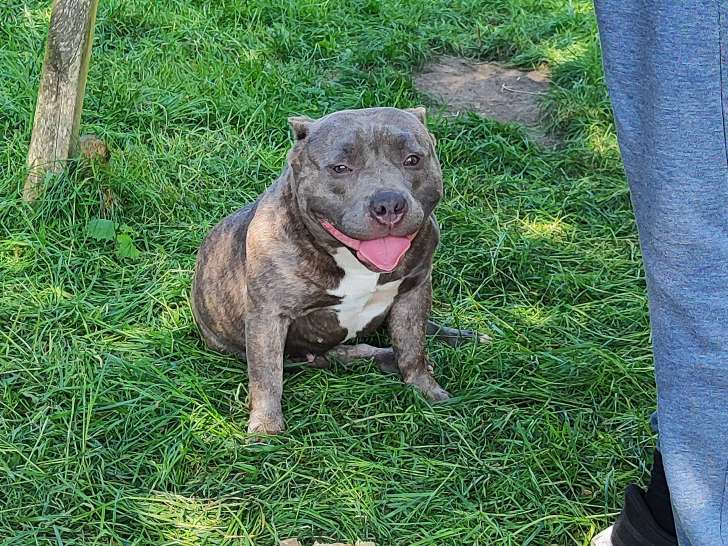 Femelle American Bully pocket à vendre