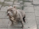 Femelle American Bully pocket &agrave; vendre