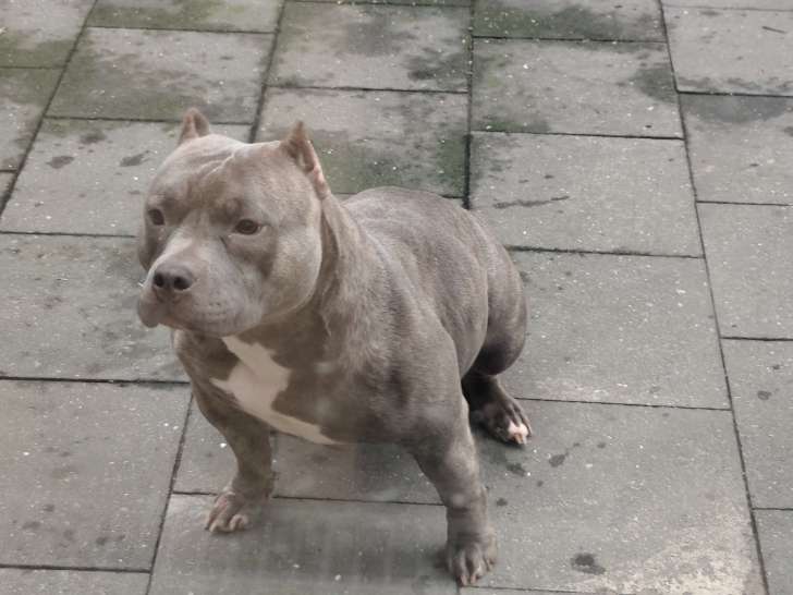 Femelle American Bully pocket à vendre