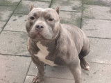 Femelle American Bully pocket à vendre
