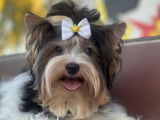 Elegants Biewer Yorkie à vendre