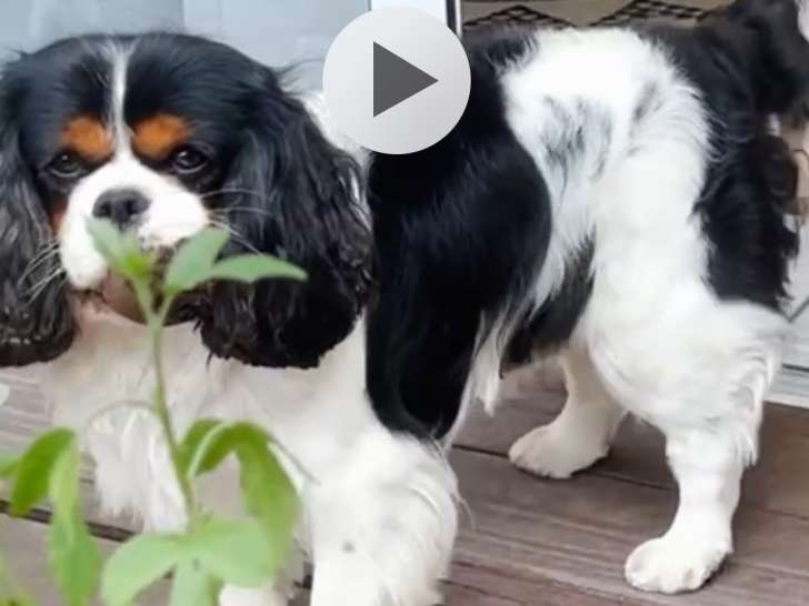 Mâle Cavalier King Charles tricolore de 4 ans disponible pour saillie