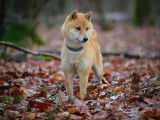 Chiots Shiba Inu LOF à vendre