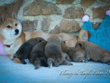 Chiots Shiba Inu LOF à vendre