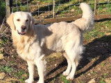 Togo, mâle Golden Retriever, recherche femelle pour saillie
