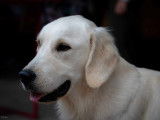 Togo, mâle Golden Retriever, recherche femelle pour saillie
