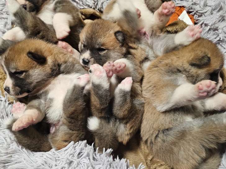 Chiot Akita Inu à vendre