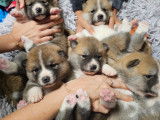 Chiot Akita Inu à vendre
