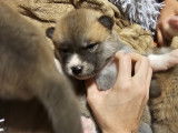 Chiot Akita Inu à vendre