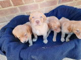 Chiots Labrador red fox à vendre