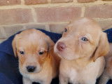 Chiots Labrador red fox à vendre