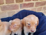 Chiots Labrador red fox à vendre