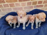 Chiots Labrador red fox à vendre