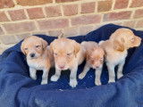 Chiots Labrador red fox à vendre