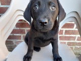 3 chiots Labrador noirs disponible