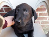 3 chiots Labrador noirs disponible