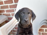 3 chiots Labrador noirs disponible