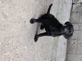 Chiots Labrador noirs ou bruns à vendre
