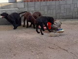 Chiots Labrador noirs ou bruns à vendre