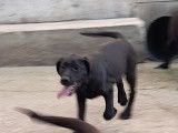 Chiots Labrador noirs ou bruns à vendre