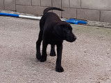 Chiots Labrador noirs ou bruns à vendre