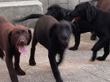 Chiots Labrador noirs ou bruns à vendre