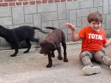 Chiots Labrador noirs ou bruns à vendre