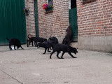 Chiots Labrador noirs ou bruns à vendre