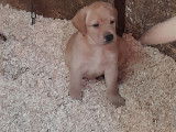 Chiots Labrador beiges &agrave; vendre