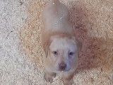 Chiots Labrador beiges &agrave; vendre