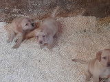 Chiots Labrador beiges &agrave; vendre