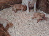 Chiots Labrador beiges &agrave; vendre