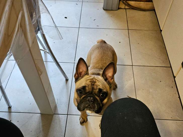 Chien adulte de race Bouledogue Français Mâle à vendre