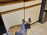 Chien adulte de race Bouledogue Français Mâle à vendre
