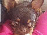 Chiot Chihuahua mâle à vendre