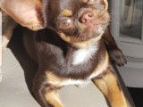 Chiot Chihuahua mâle à vendre