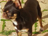 Chiot Chihuahua mâle à vendre