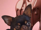 Chiot Chihuahua mâle à vendre