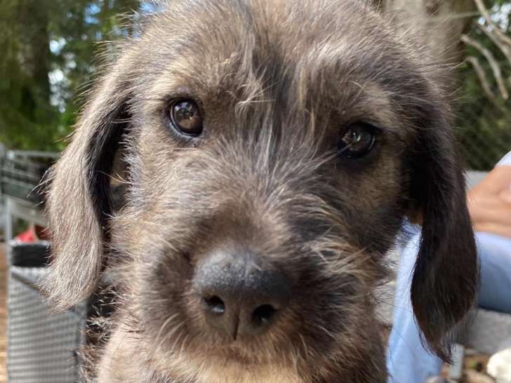 Vitto, chiot croisé à adopter