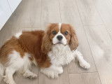 Mâle Cavalier King Charles disponible pour saillie