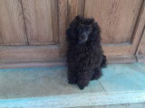 Caniche Toy noir &agrave; vendre