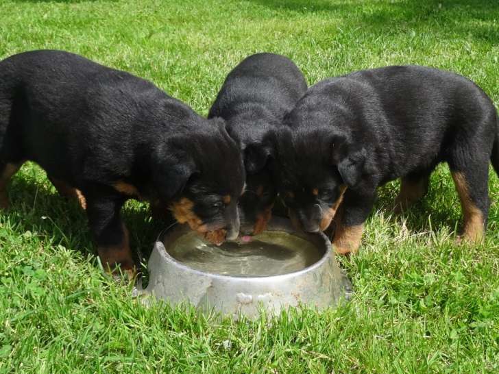 Chiots  Beaucerons non LOF à vendre