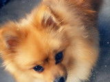 Ted, mâle Spitz Allemand disponible pour saillie