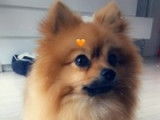Ted, mâle Spitz Allemand disponible pour saillie