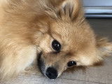 Ted, mâle Spitz Allemand disponible pour saillie