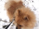 Ted, mâle Spitz Allemand disponible pour saillie