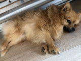 Ted, mâle Spitz Allemand disponible pour saillie