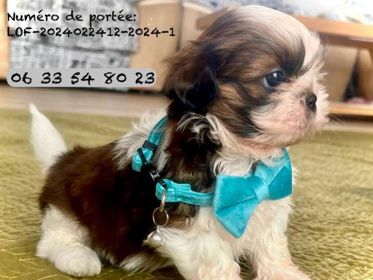 LOF le dernier très beau bébé Shih Tzu mâle