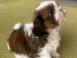 LOF le dernier très beau bébé Shih Tzu mâle
